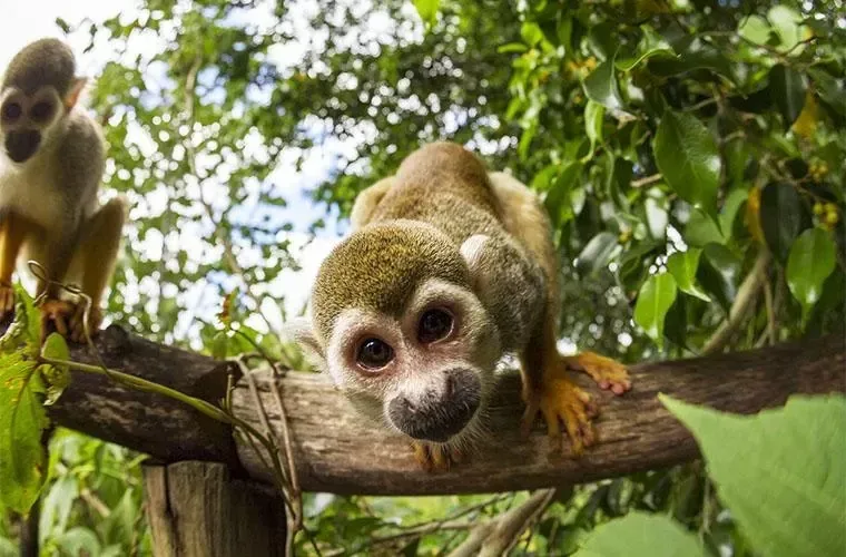 Squirrel monkeys at the Monkeyland experience